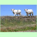 Loiretour2011202.jpg